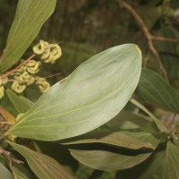 Acacia mangium Willd.